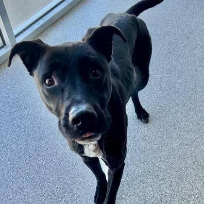 Enlarge Sugar, a ADOPTABLE mixed breed in The Colony, TX image 5/5