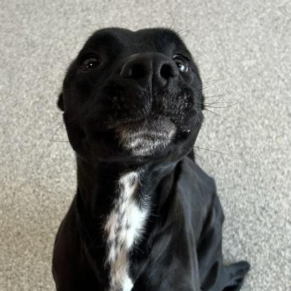 Sugar, ADOPTABLE, Adult Female Black Labrador Retriever & American Staffordshire Terrier.