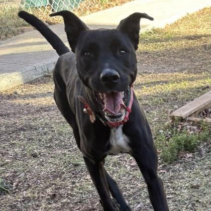 Enlarge Sugar, a ADOPTABLE mixed breed in The Colony, TX image 2/3