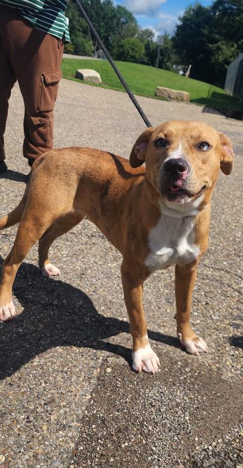 Enlarge HAZEL 227-26, a Adoptable Mixed Breed in Cambridge, OH image 2/4