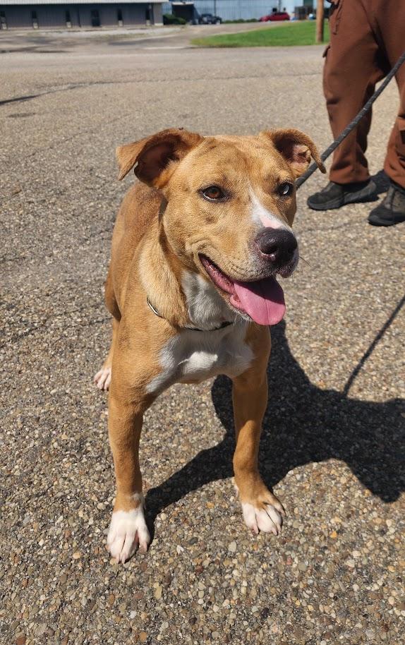 Enlarge HAZEL 227-26, a Adoptable Mixed Breed in Cambridge, OH image 4/4