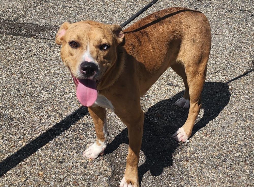 Enlarge HAZEL 227-26, a ADOPTABLE Mixed Breed in Cambridge, OH image 1/1