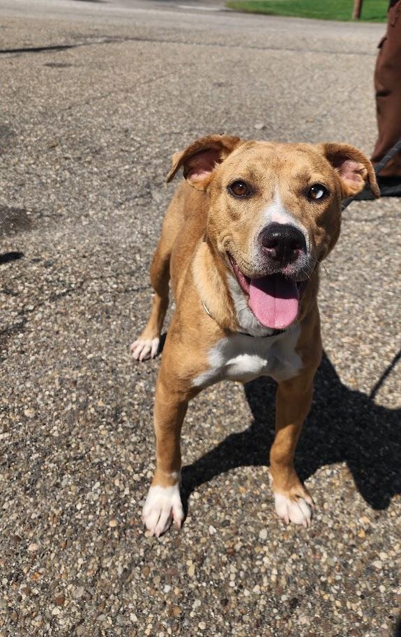 Enlarge HAZEL 227-26, a Adoptable Mixed Breed in Cambridge, OH image 3/4