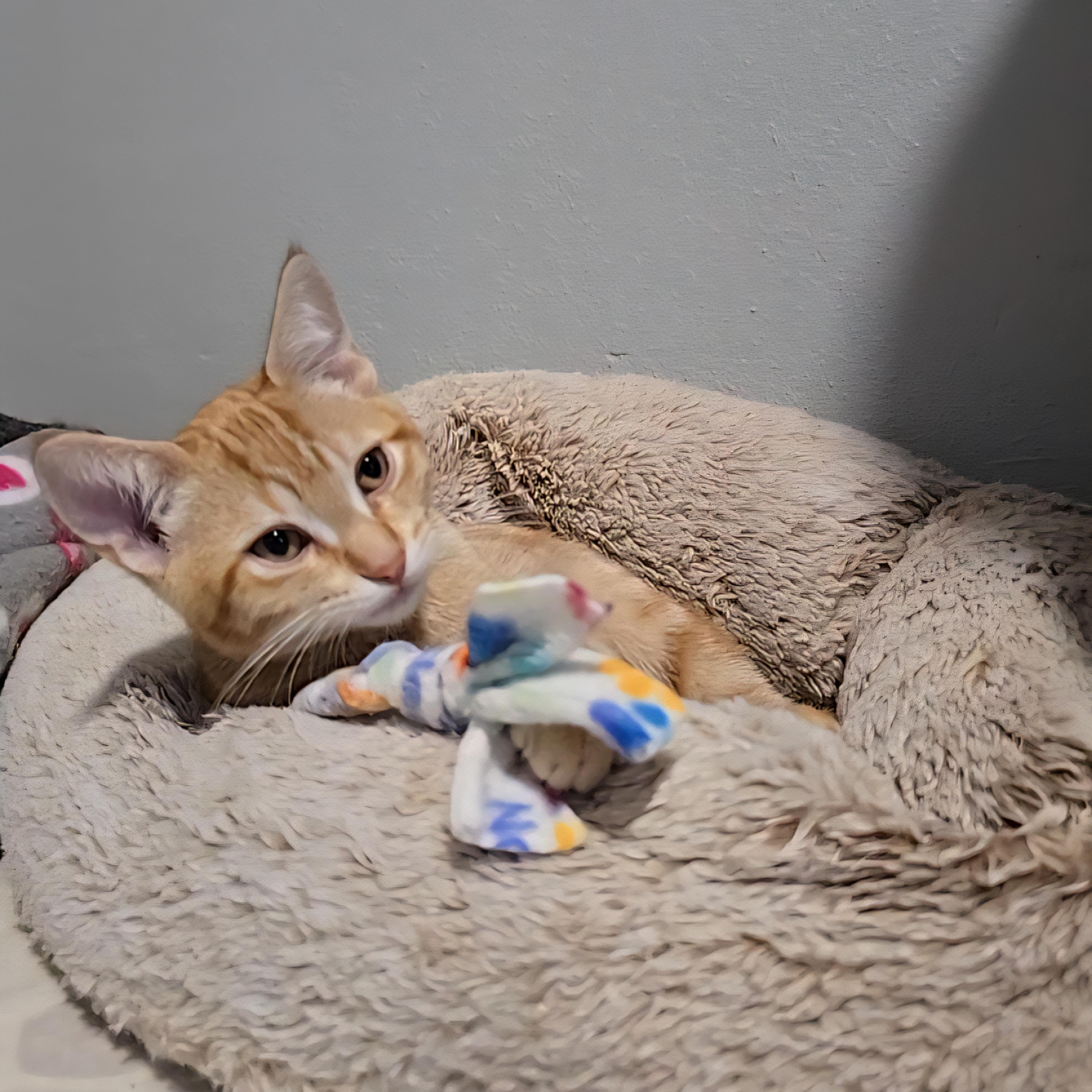 Azibo, an adoptable Domestic Short Hair, Tabby in Big Lake, MN, 55309 | Photo Image 2