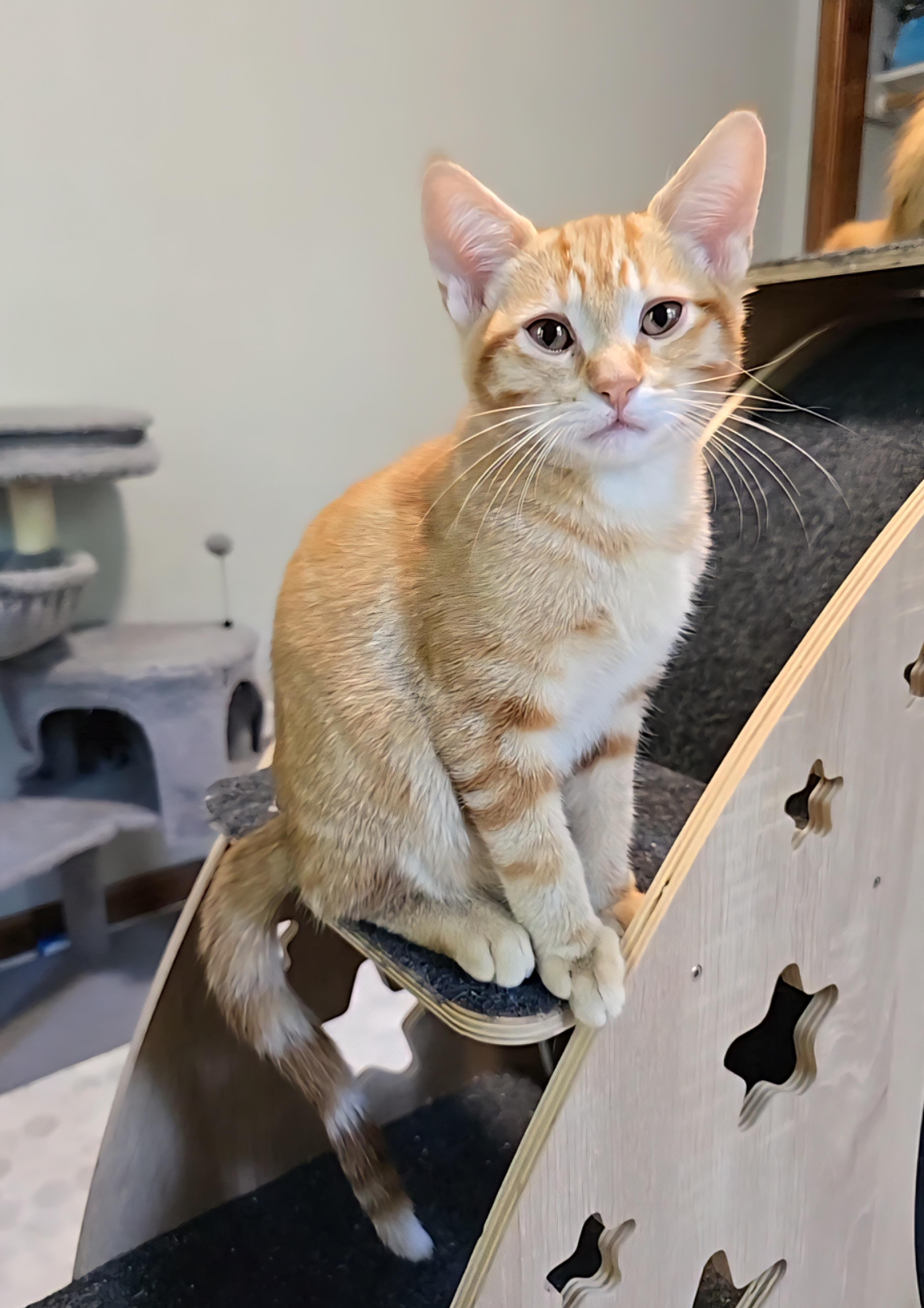 Azibo, Adoptable, Kitten Male Domestic Short Hair & Tabby.