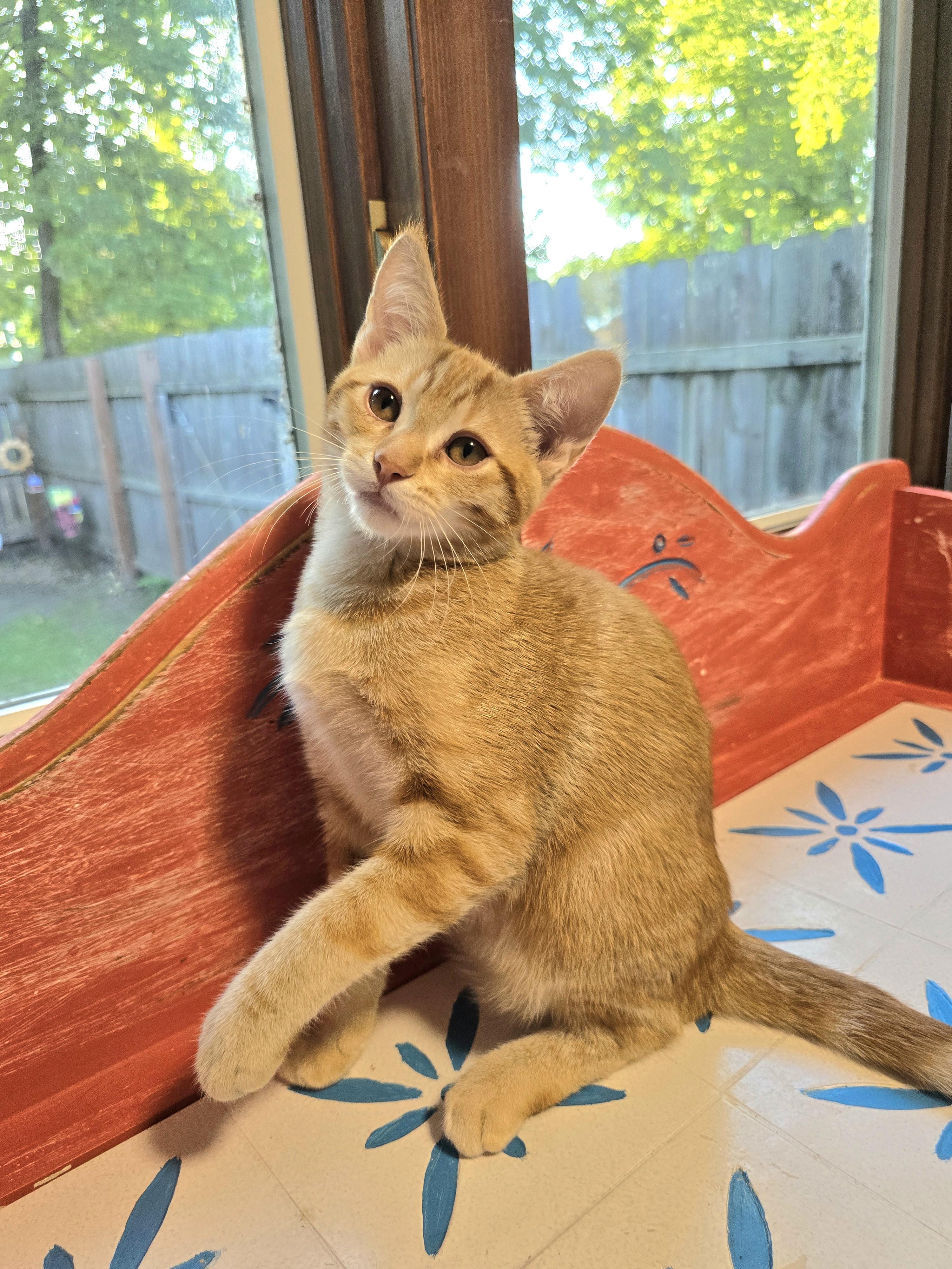 Enlarge Azibo, a Adoptable mixed breed in Big Lake, MN image 5/6