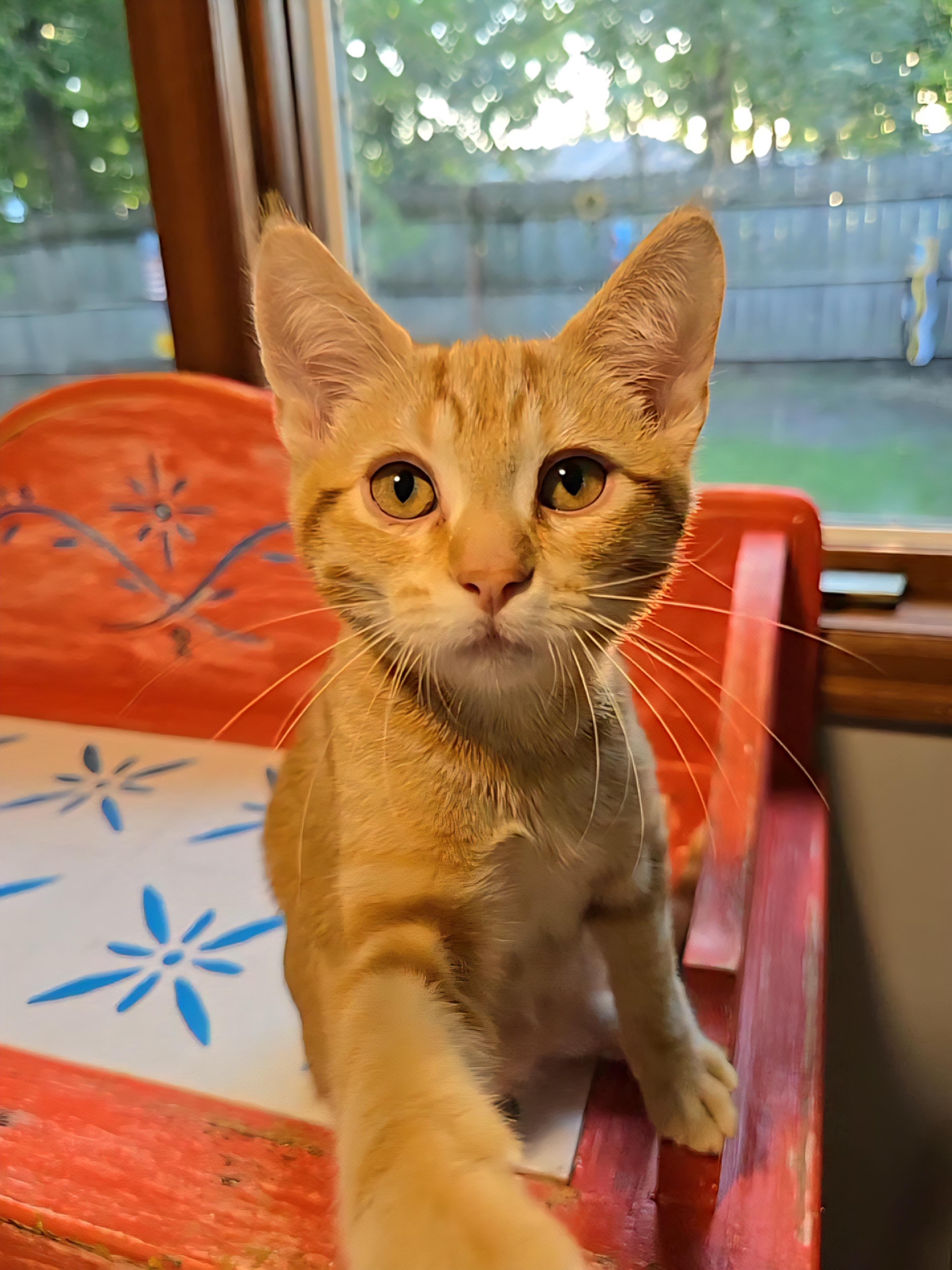 Azibo, an adoptable Domestic Short Hair, Tabby in Big Lake, MN, 55309 | Photo Image 3