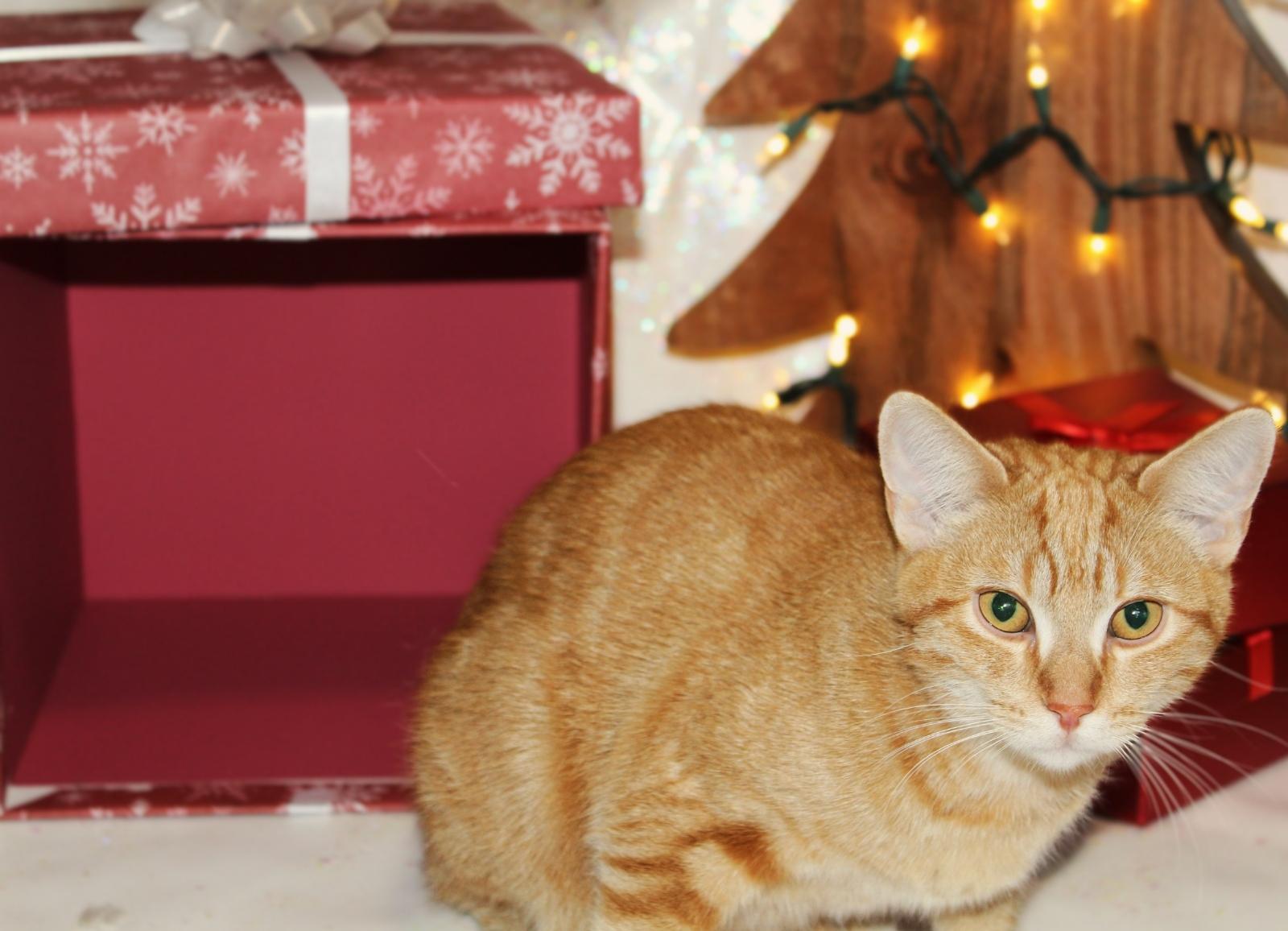 Enlarge Azibo, a Adoptable mixed breed in Big Lake, MN image 2/6