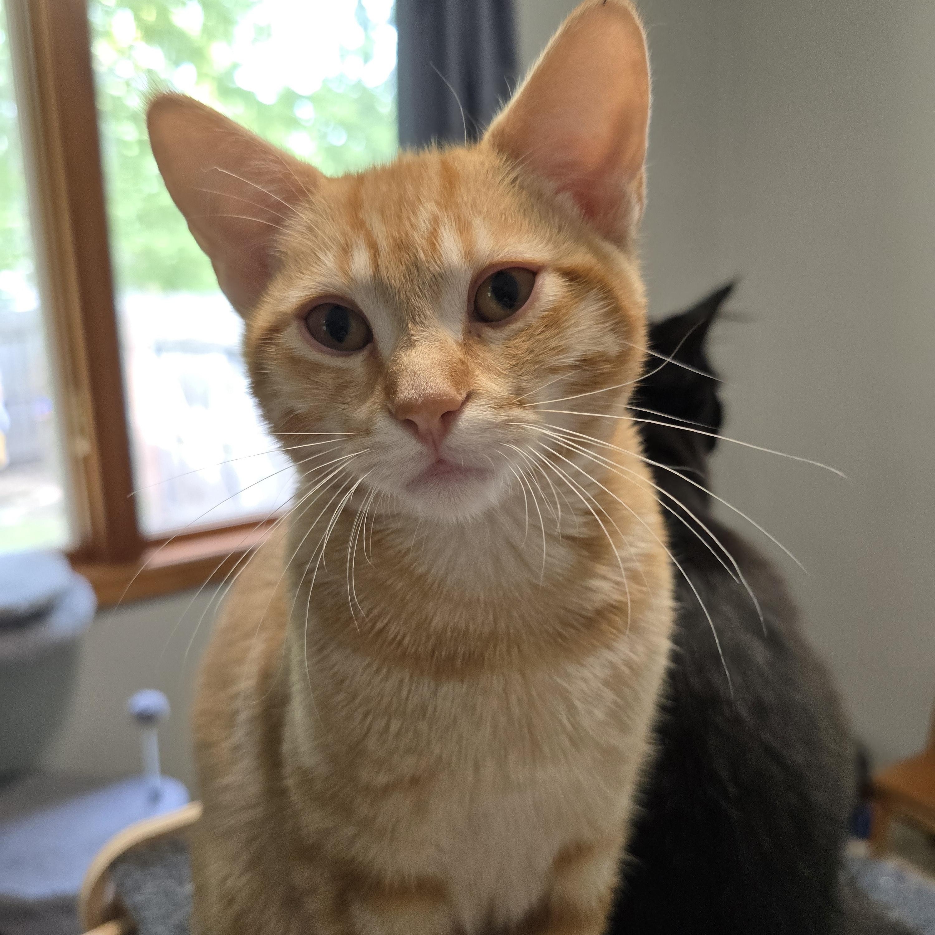 Azibo, an adoptable Domestic Short Hair, Tabby in Big Lake, MN, 55309 | Photo Image 6