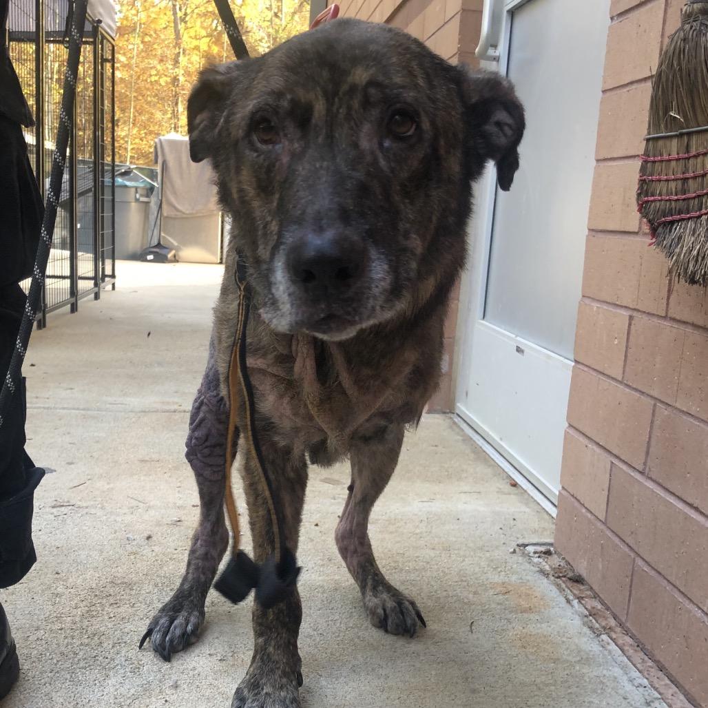 Enlarge Vega, a Adoptable Mixed Breed in Columbus, GA image 1/1