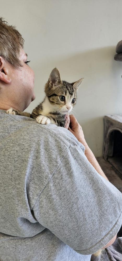 Doc, Adoptable, Young Male Domestic Short Hair & Tabby.