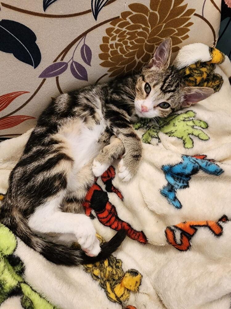 Enlarge Doc, a Adoptable mixed breed in Powder Springs, GA image 2/3