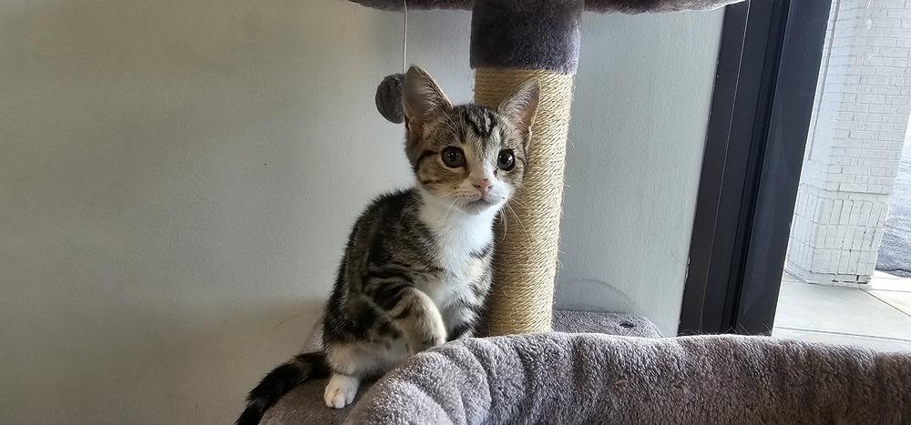 Enlarge Doc, a Adoptable mixed breed in Powder Springs, GA image 3/3