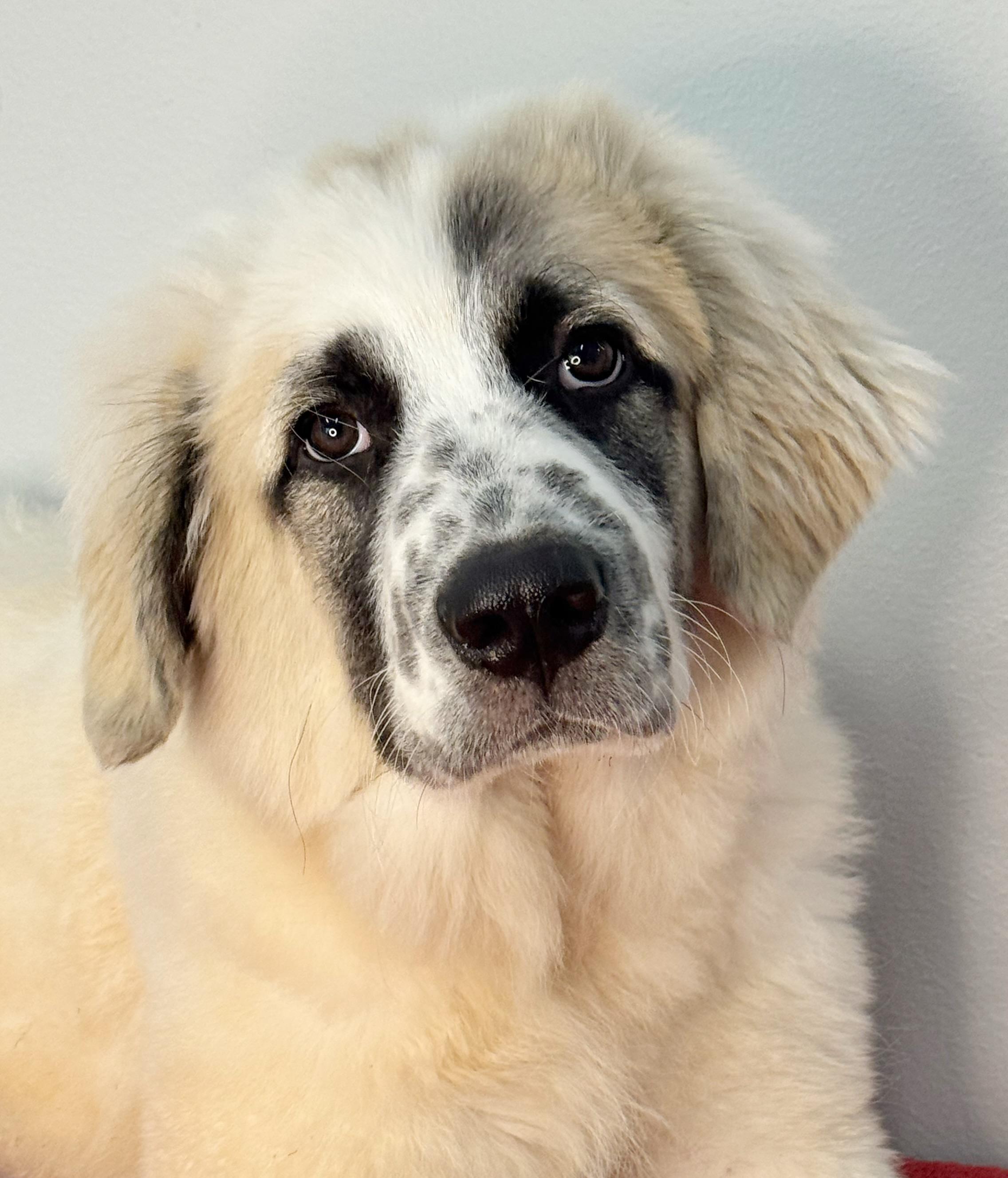 Enlarge Fridge, a Adopted mixed breed in Richmond, VA image 1/6