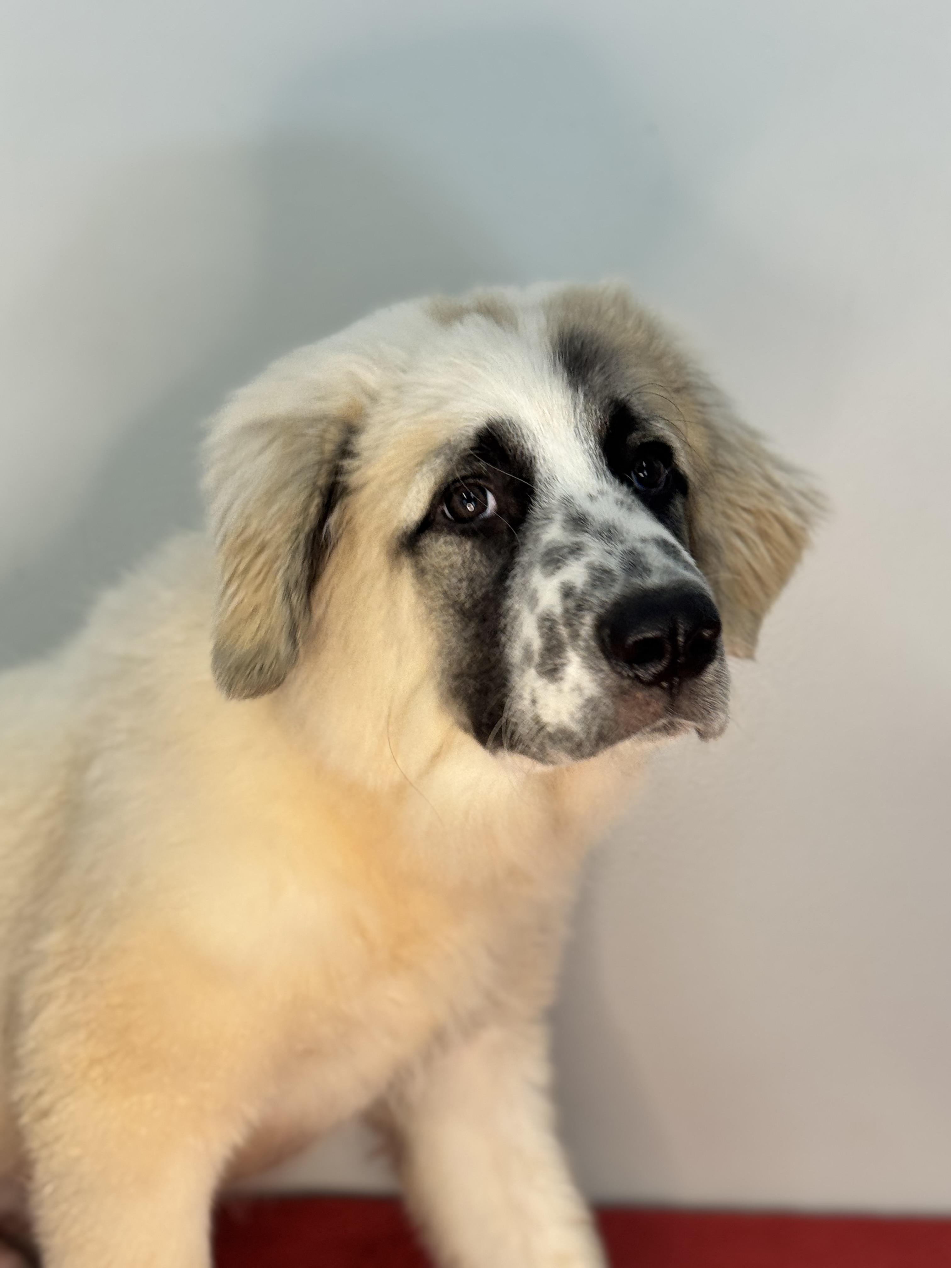 Enlarge Fridge, a Adopted mixed breed in Richmond, VA image 3/6