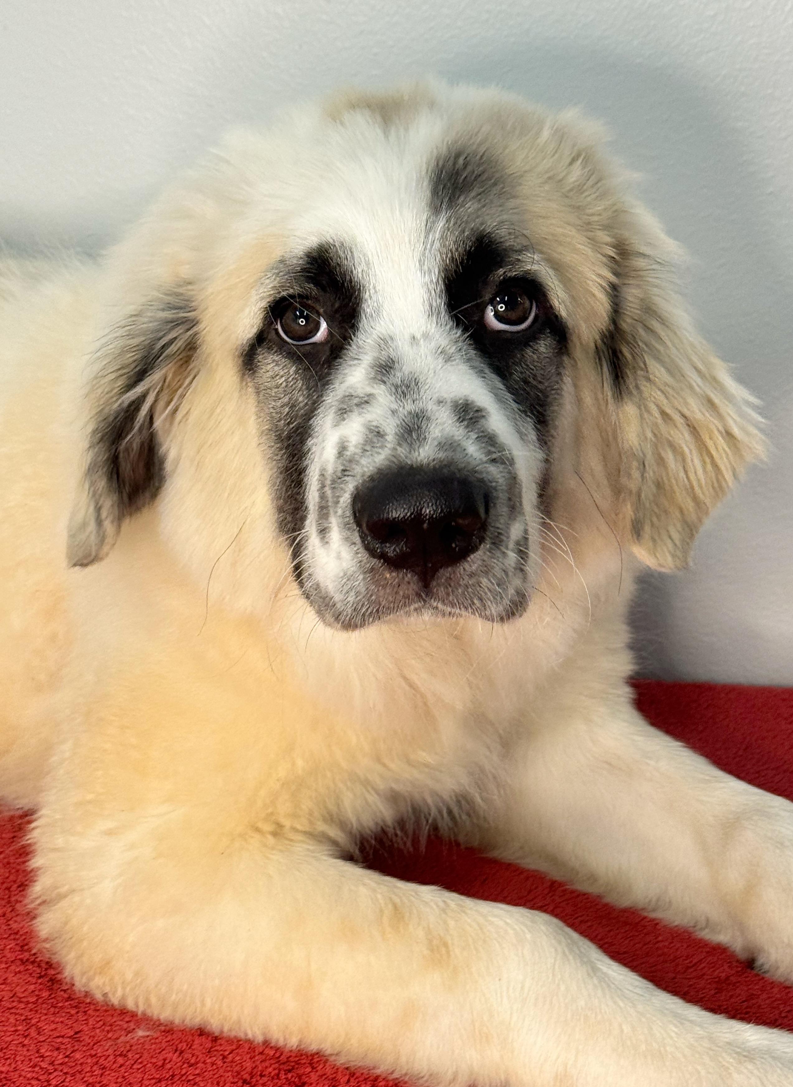 Enlarge Fridge, a Adopted mixed breed in Richmond, VA image 2/6