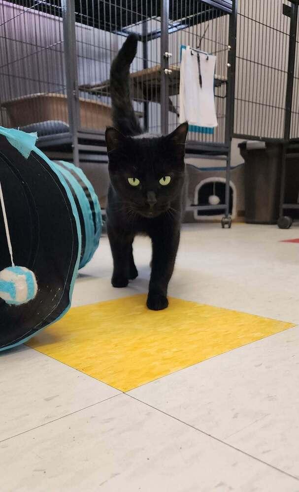Enlarge Holly (mama), a Adoptable Domestic Short Hair in Clinton Township, MI image 1/4