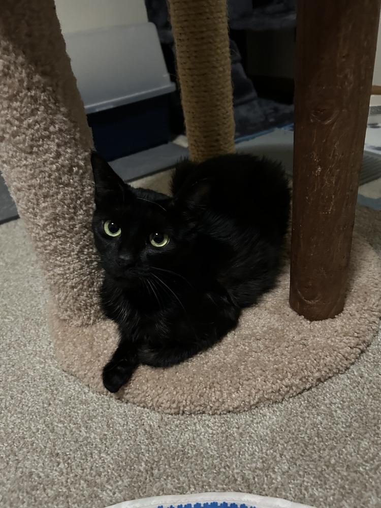 Enlarge Holly (mama), a Adoptable Domestic Short Hair in Clinton Township, MI image 2/4