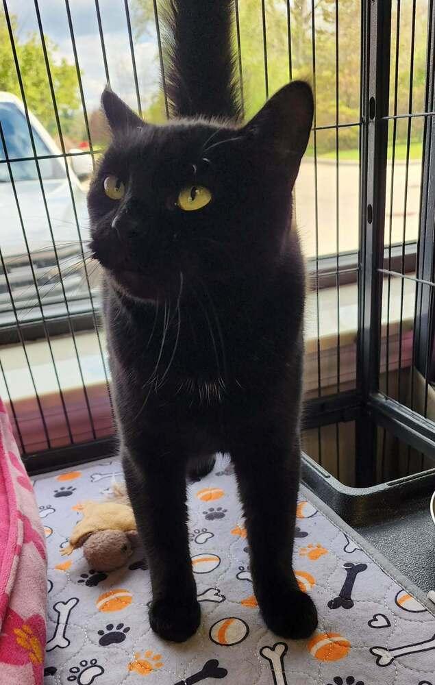 Enlarge Holly (mama), a Adoptable Domestic Short Hair in Clinton Township, MI image 3/4
