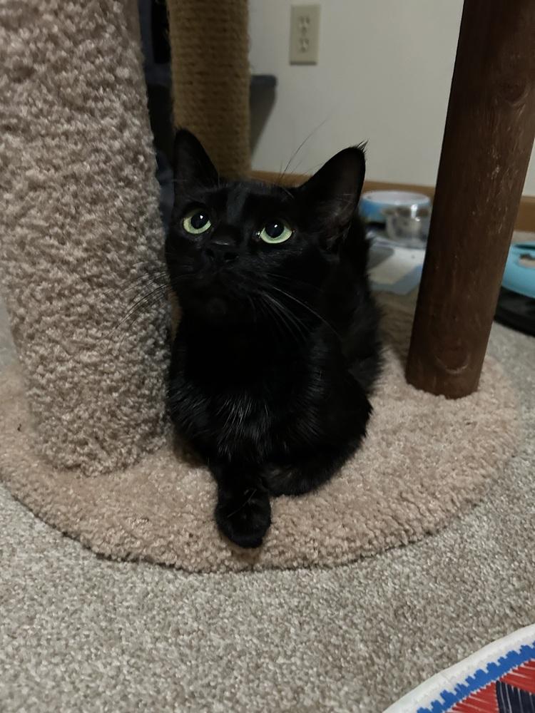 Enlarge Holly (mama), a Adoptable Domestic Short Hair in Clinton Township, MI image 4/4
