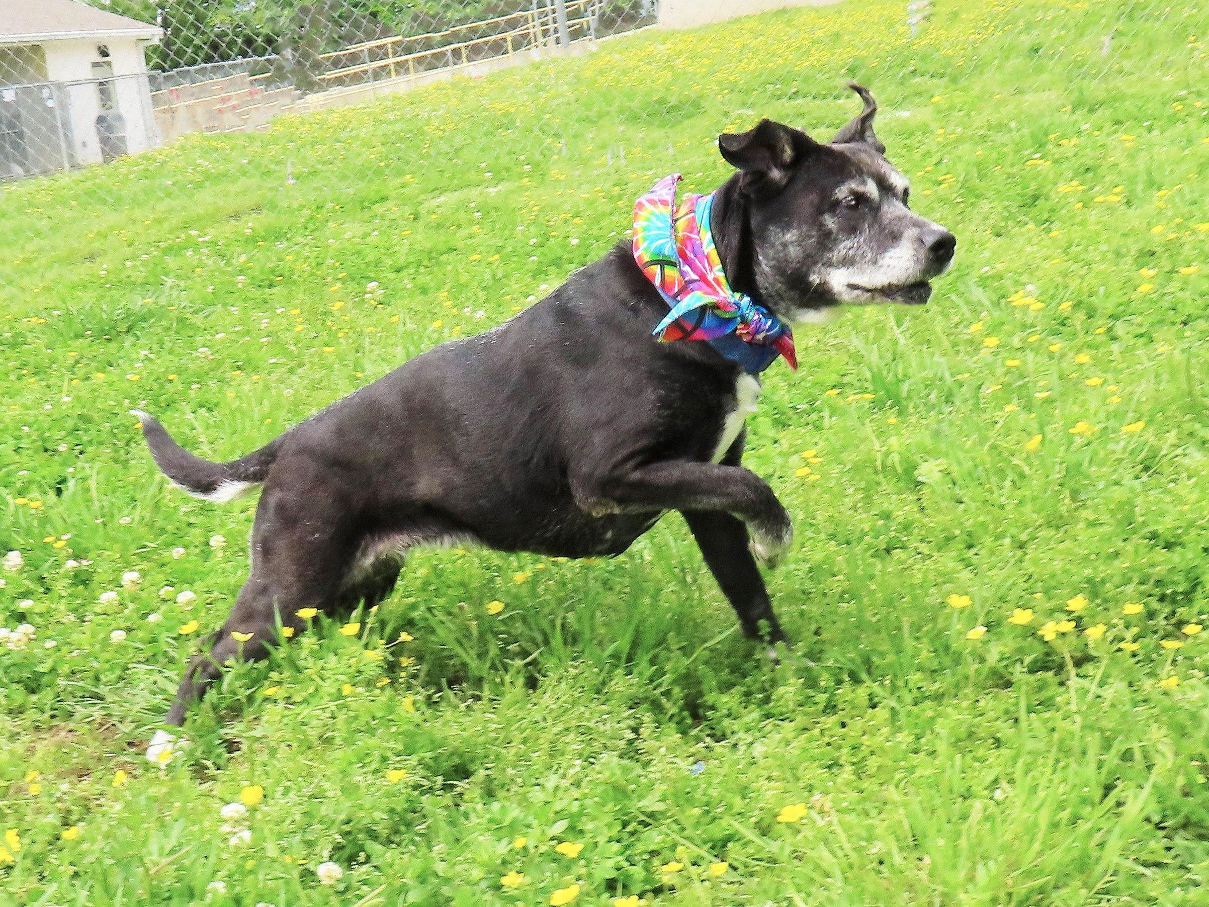 Enlarge Oreo 26C-75B, a Adoptable mixed breed in Rogers, AR image 2/5