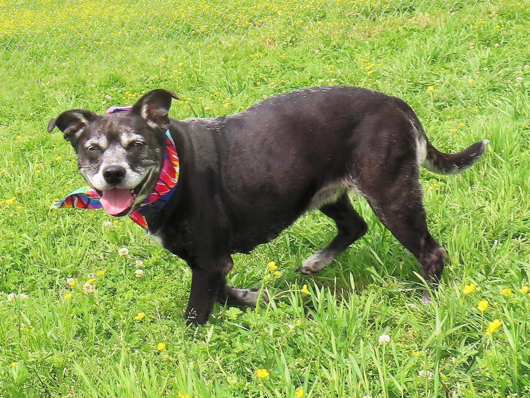 Enlarge Oreo 26C-75B, a Adoptable mixed breed in Rogers, AR image 5/5