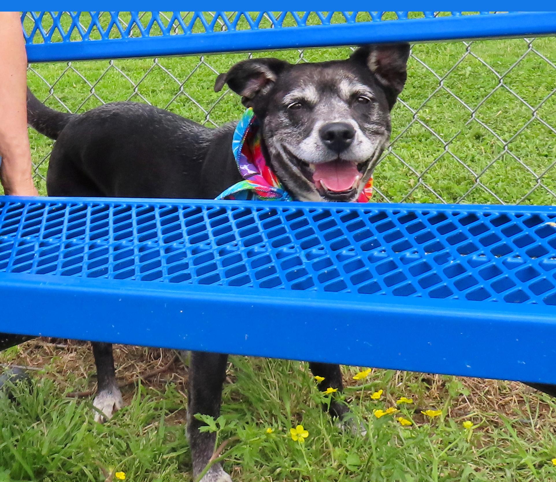 Enlarge Oreo 26C-75B, a Adoptable mixed breed in Rogers, AR image 4/5