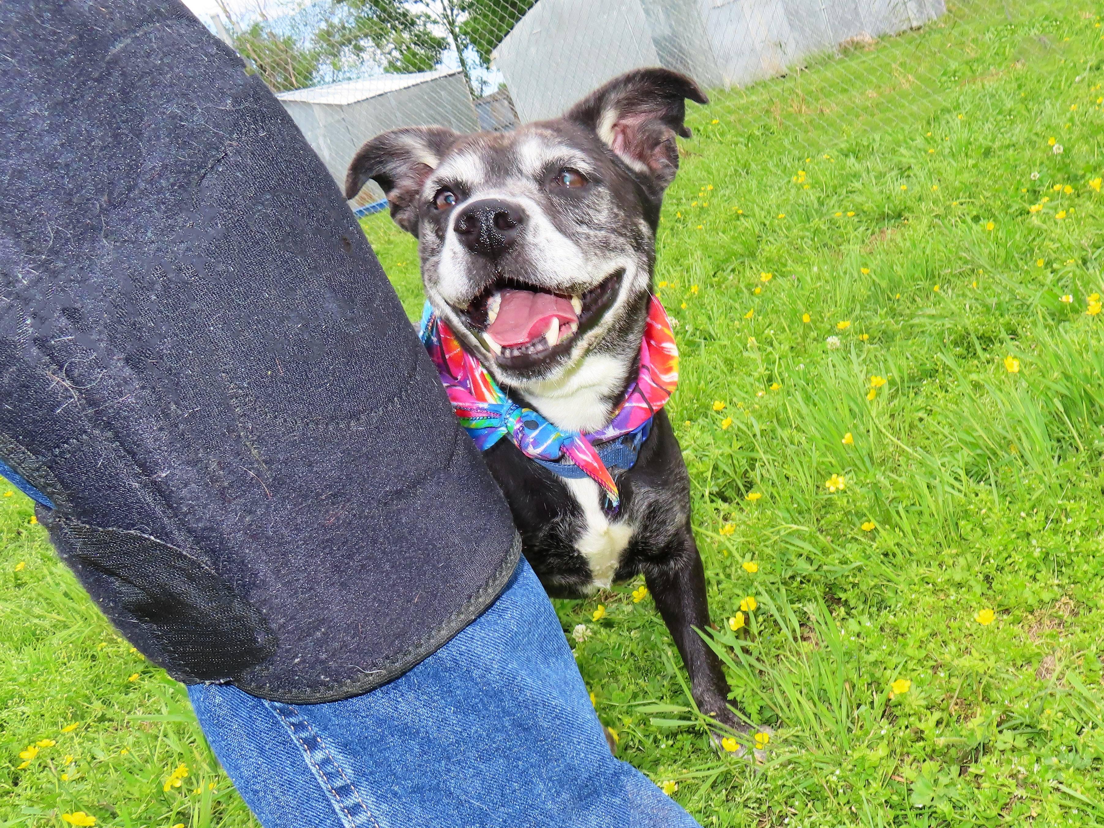 Enlarge Oreo 26C-75B, a Adoptable mixed breed in Rogers, AR image 3/5