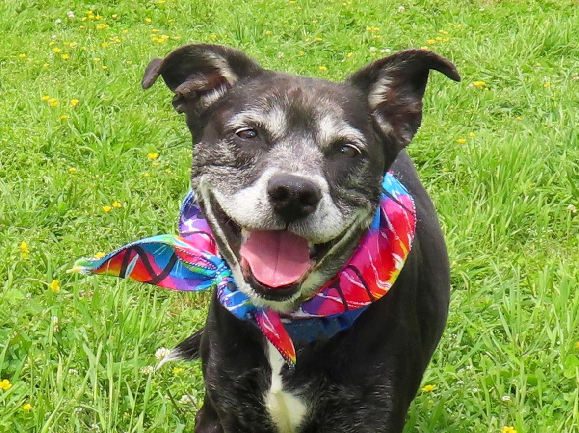 Oreo 26C-75B, Adoptable, Adult Female Boxer.