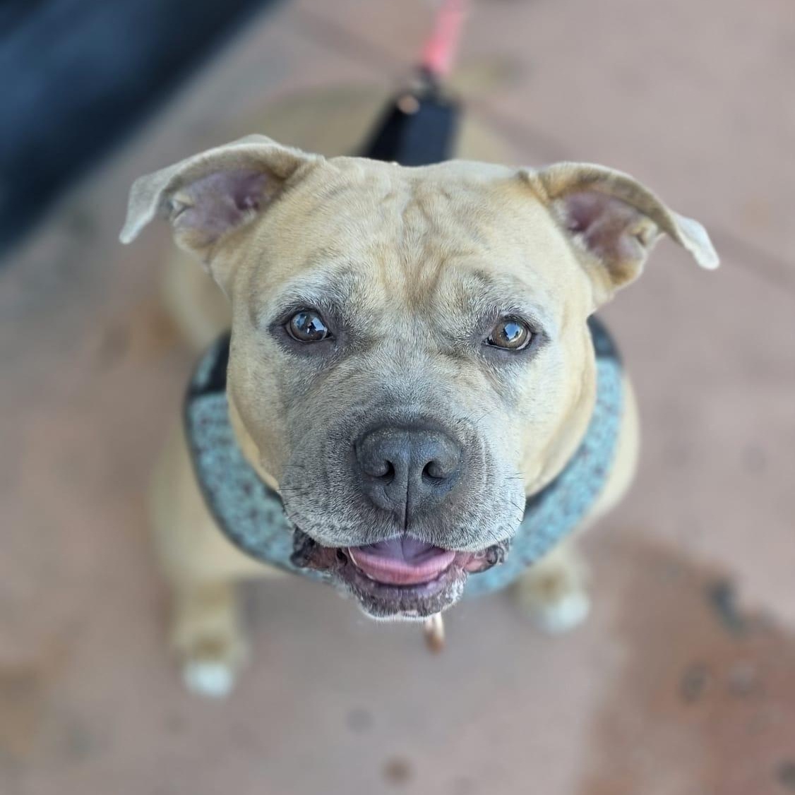 Enlarge BETTY, a ADOPTABLE Pit Bull Terrier in Hamilton, NJ image 2/6