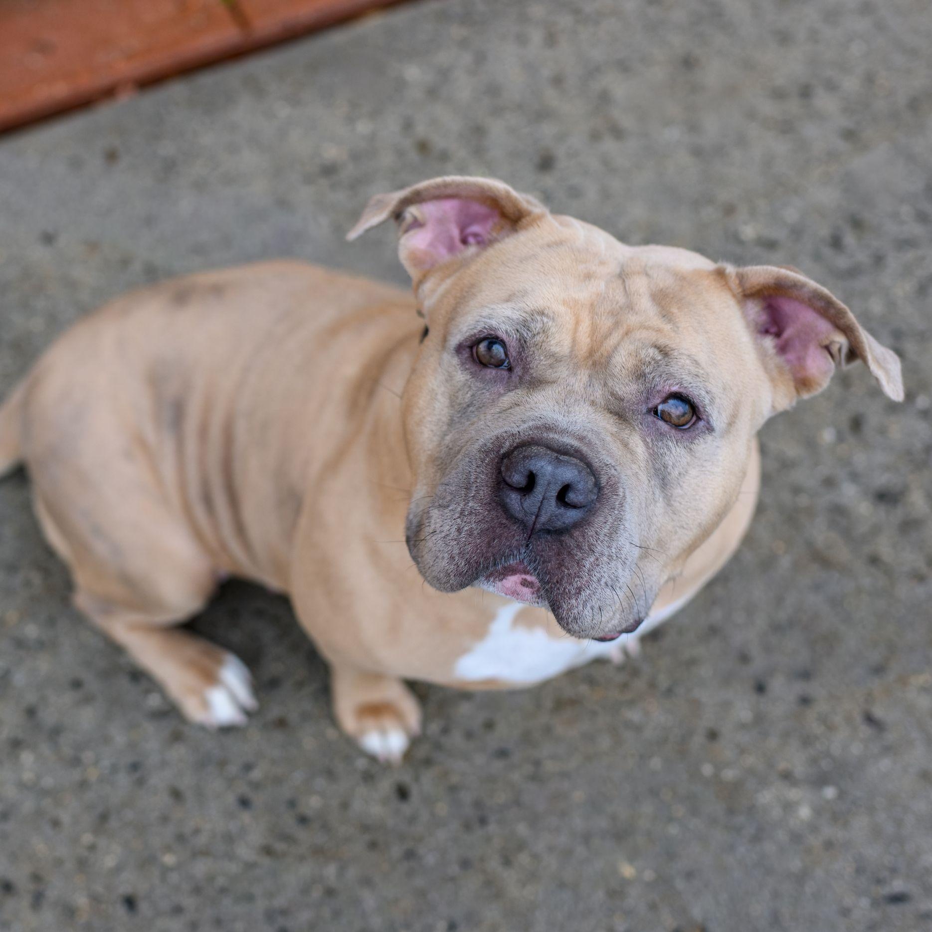Enlarge BETTY, a ADOPTABLE Pit Bull Terrier in Hamilton, NJ image 1/6