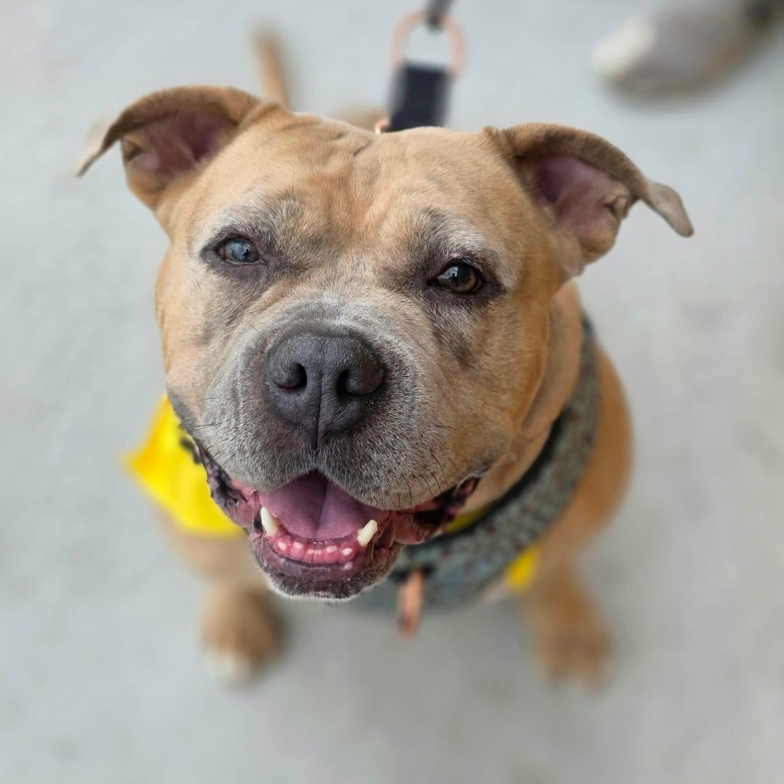 Enlarge BETTY, a ADOPTABLE Pit Bull Terrier in Hamilton, NJ image 4/6
