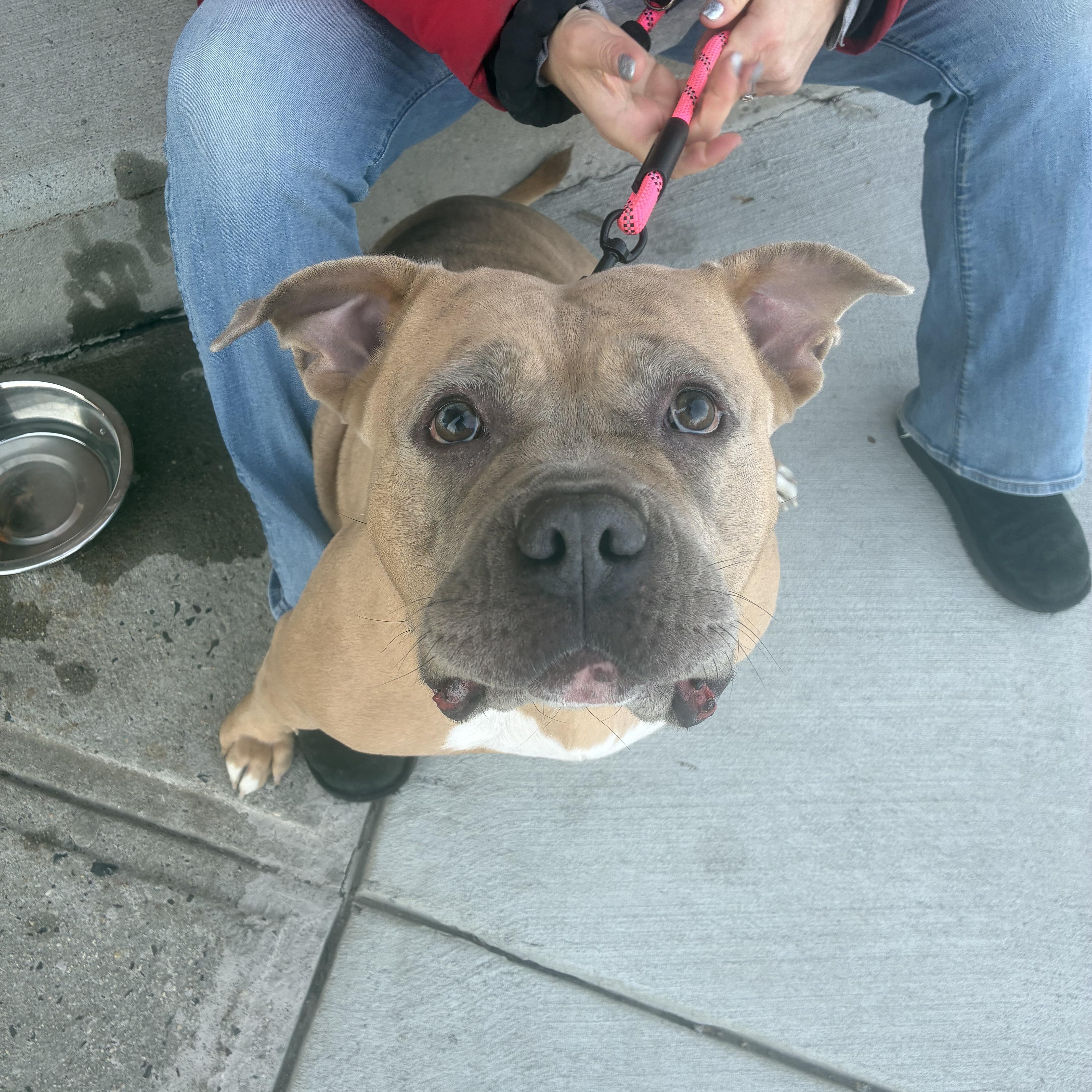 Enlarge BETTY, a ADOPTABLE Pit Bull Terrier in Hamilton, NJ image 3/6