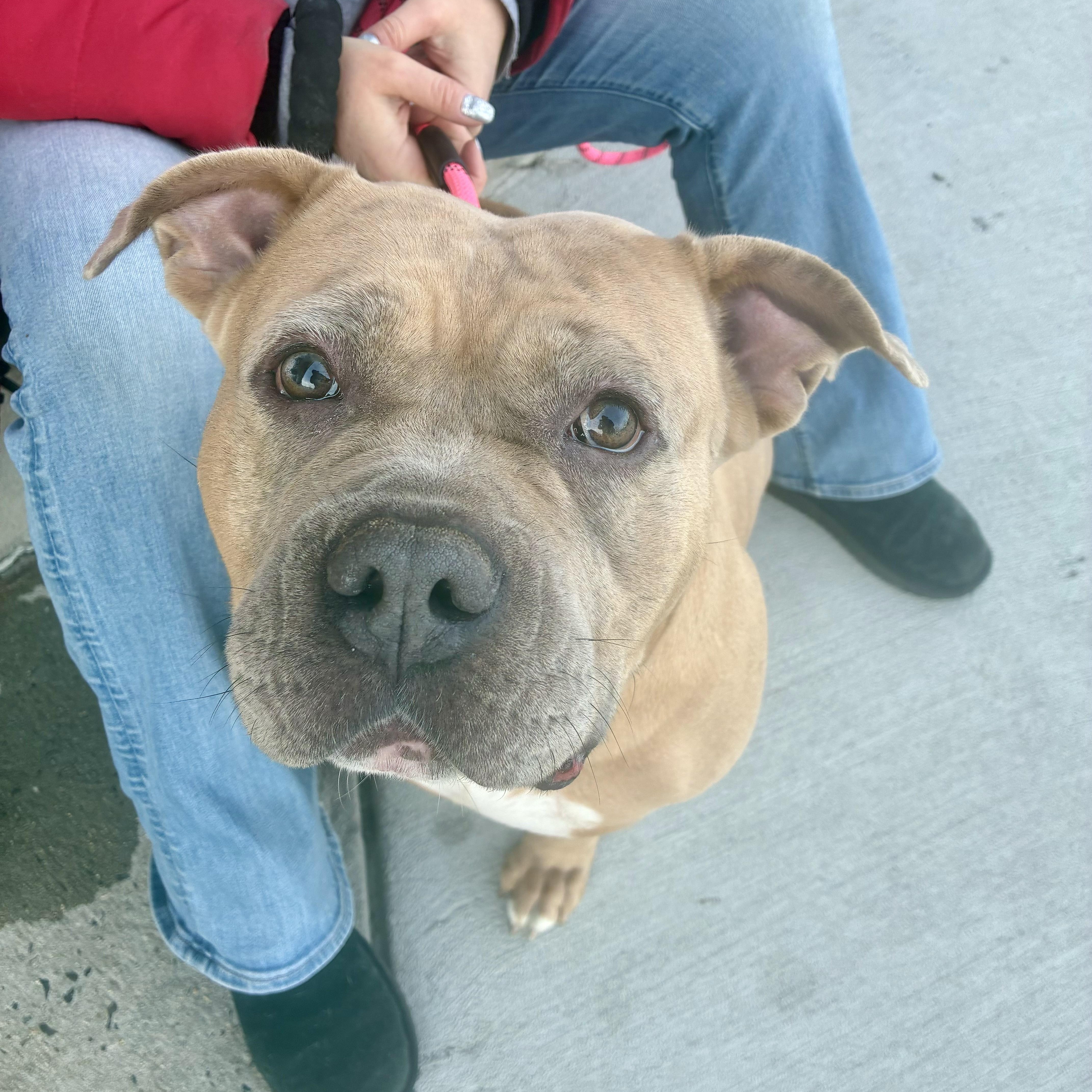 Enlarge BETTY, a ADOPTABLE Pit Bull Terrier in Hamilton, NJ image 2/6