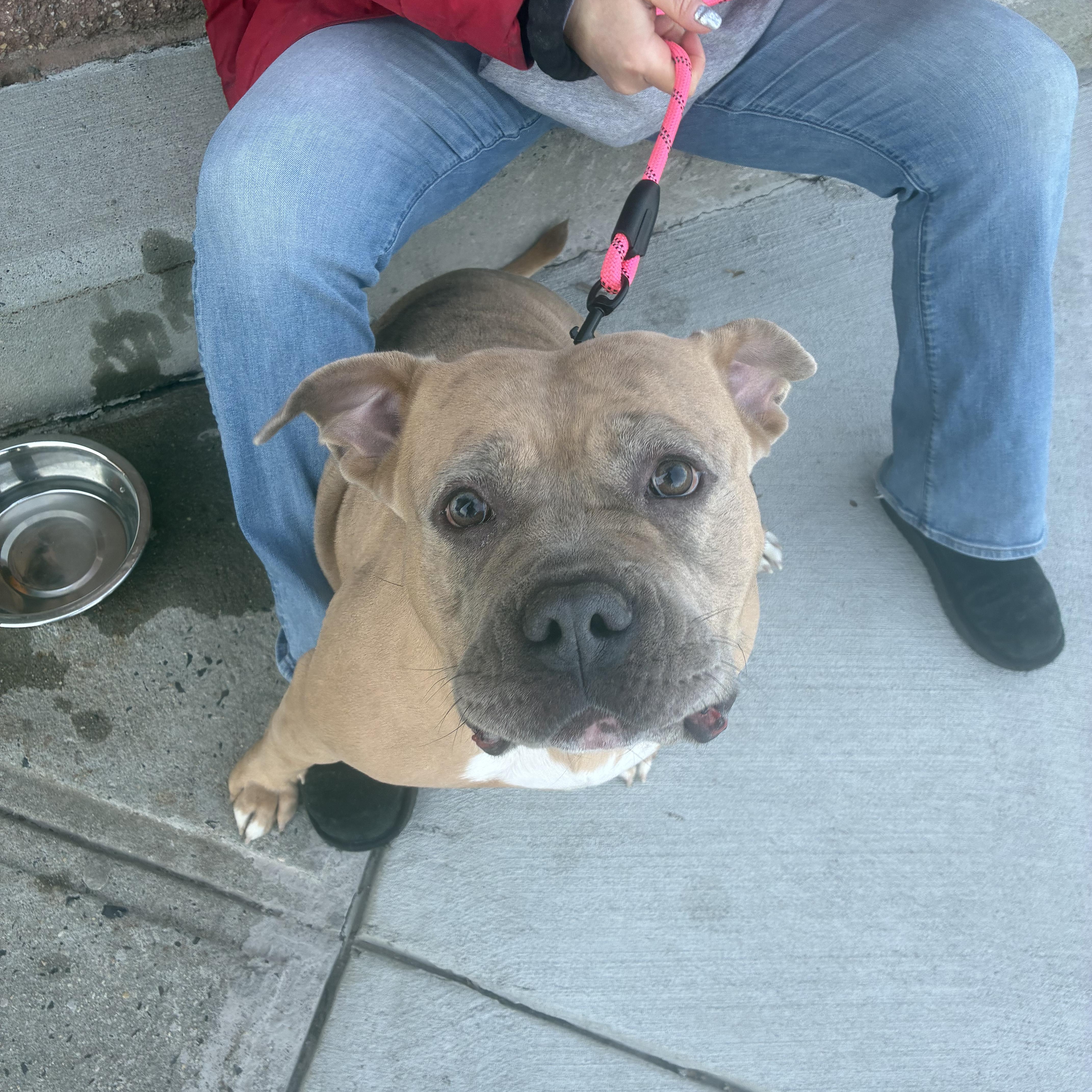 Enlarge BETTY, a ADOPTABLE Pit Bull Terrier in Hamilton, NJ image 6/6