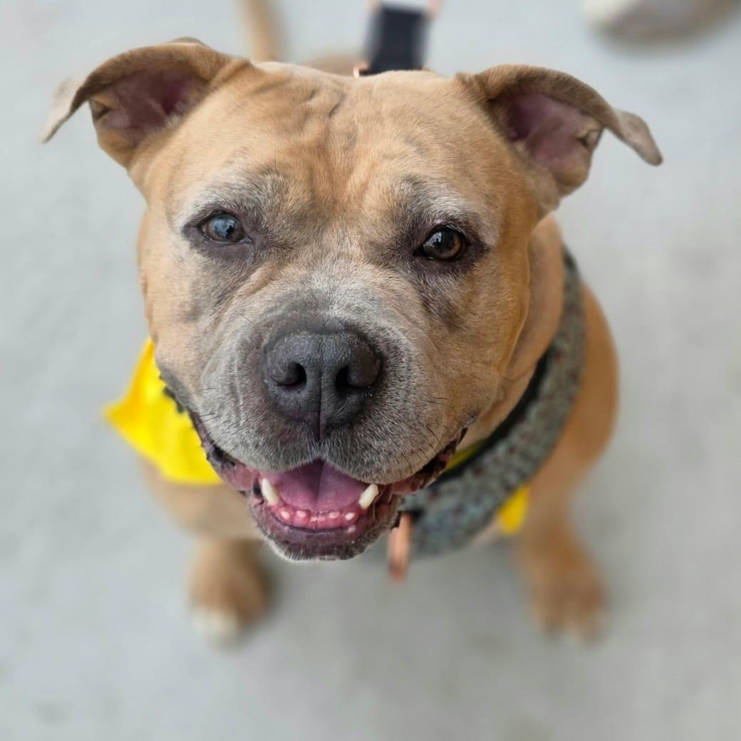 BETTY, ADOPTABLE, Adult Female Pit Bull Terrier.