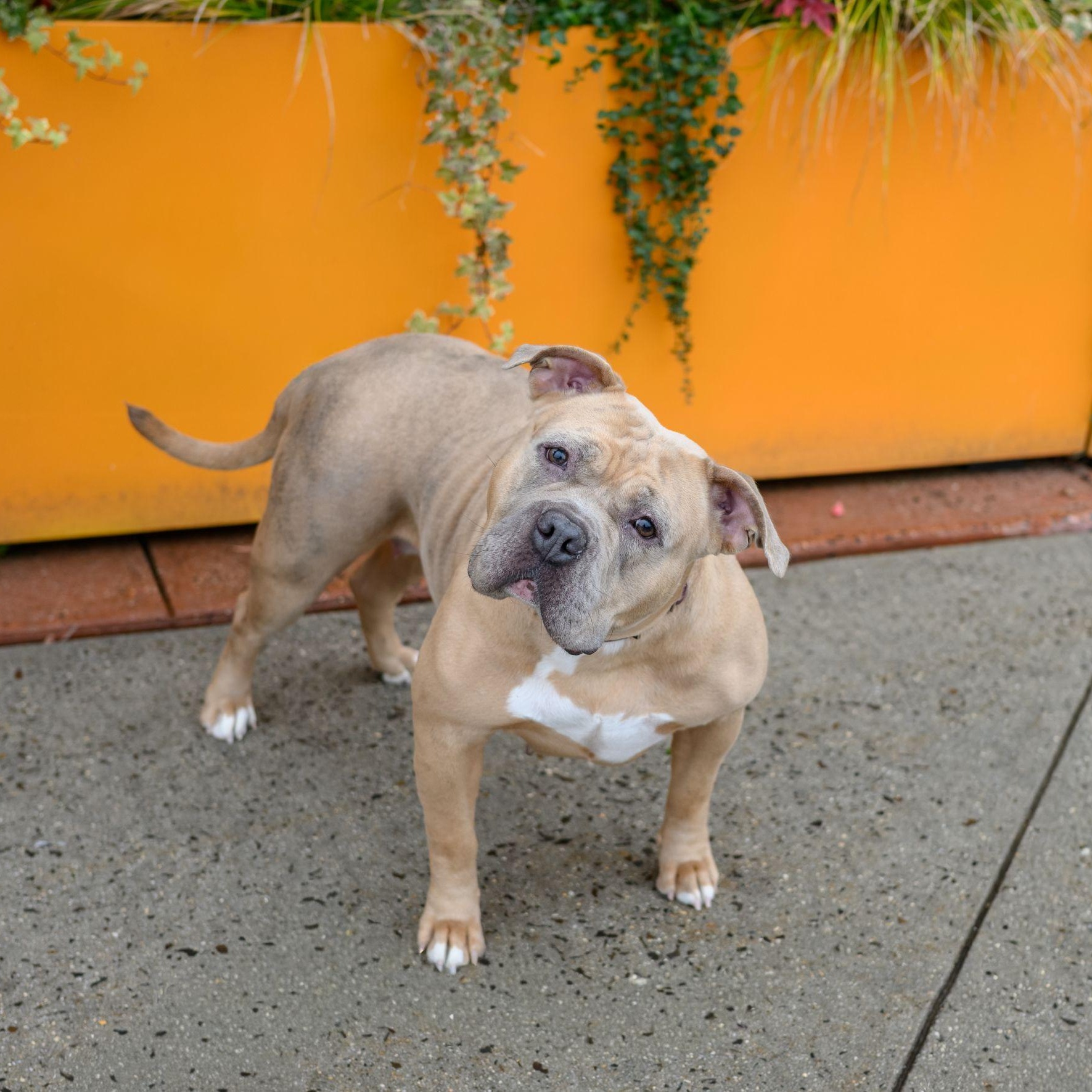 Enlarge BETTY, a ADOPTABLE Pit Bull Terrier in Hamilton, NJ image 5/6