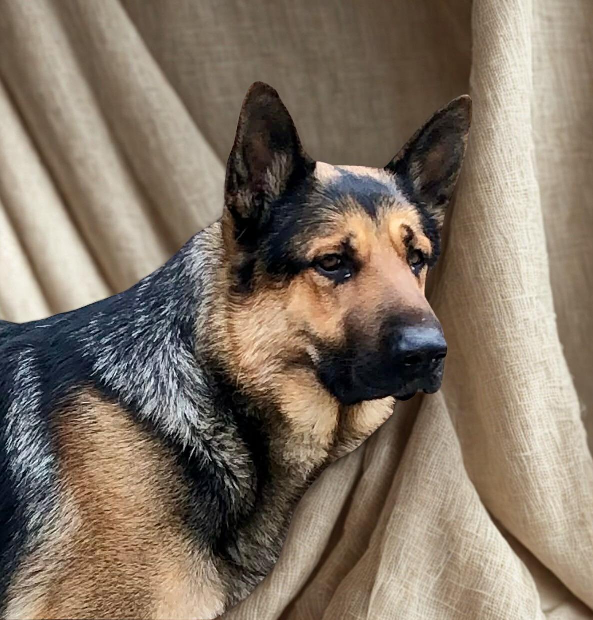 Griz, Adoptable, Adult Male German Shepherd Dog.