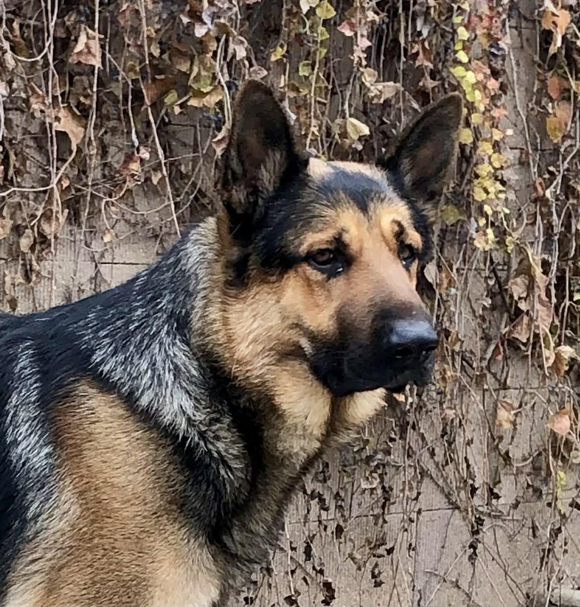 Enlarge Grizzly, a Adoptable German Shepherd Dog in Kuna, ID image 1/2