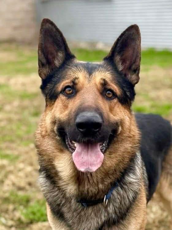 Enlarge Griz, a Adoptable German Shepherd Dog in Kuna, ID image 1/3