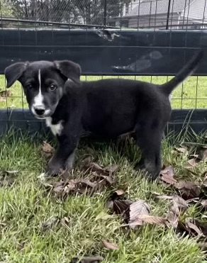 Tango, an adoptable Bernese Mountain Dog, German Shepherd Dog in Evergreen, CO, 80439 | Photo Image 2