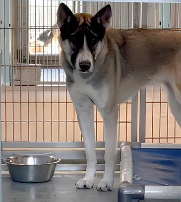 Enlarge LUNA, a Adoptable mixed breed in Pasadena, CA image 1/1