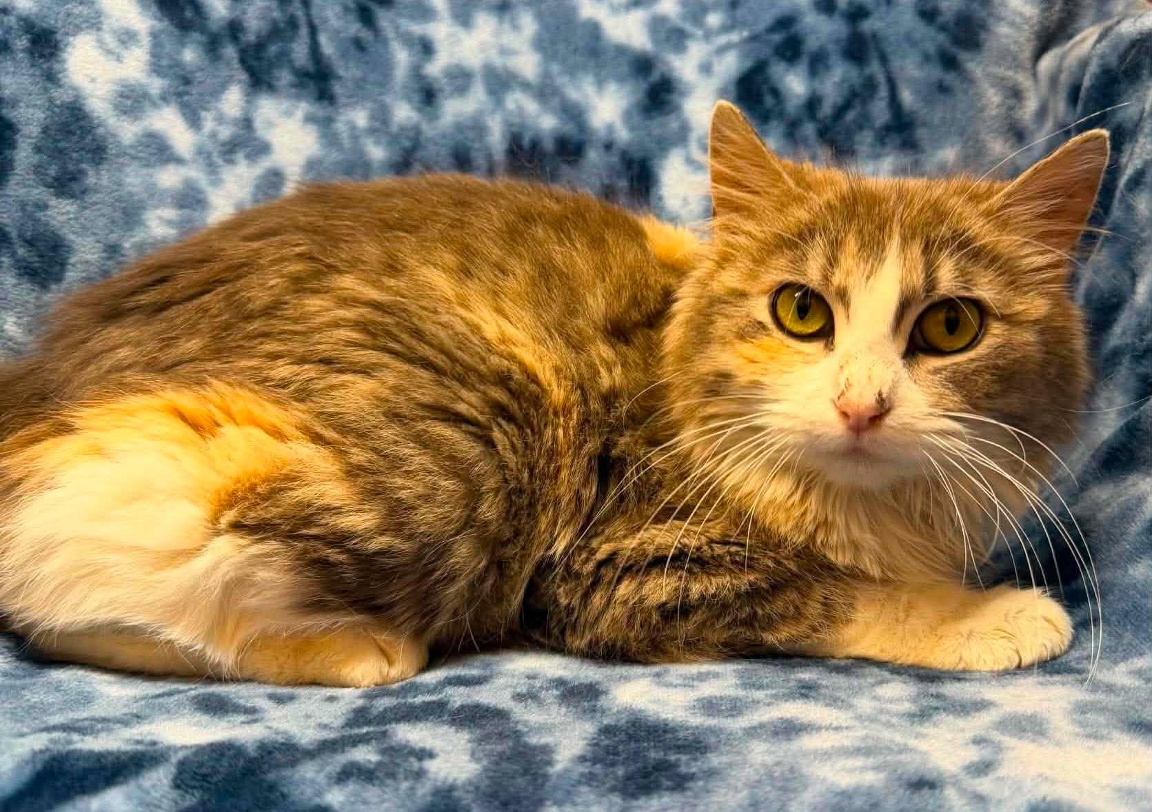 Taffy, ADOPTABLE, Young Female Domestic Medium Hair.