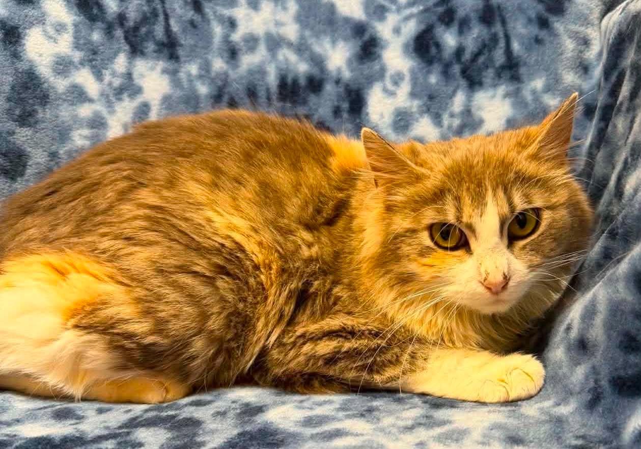 Taffy, a ADOPTABLE Domestic Medium Hair in Alexandria, MN image 2/2