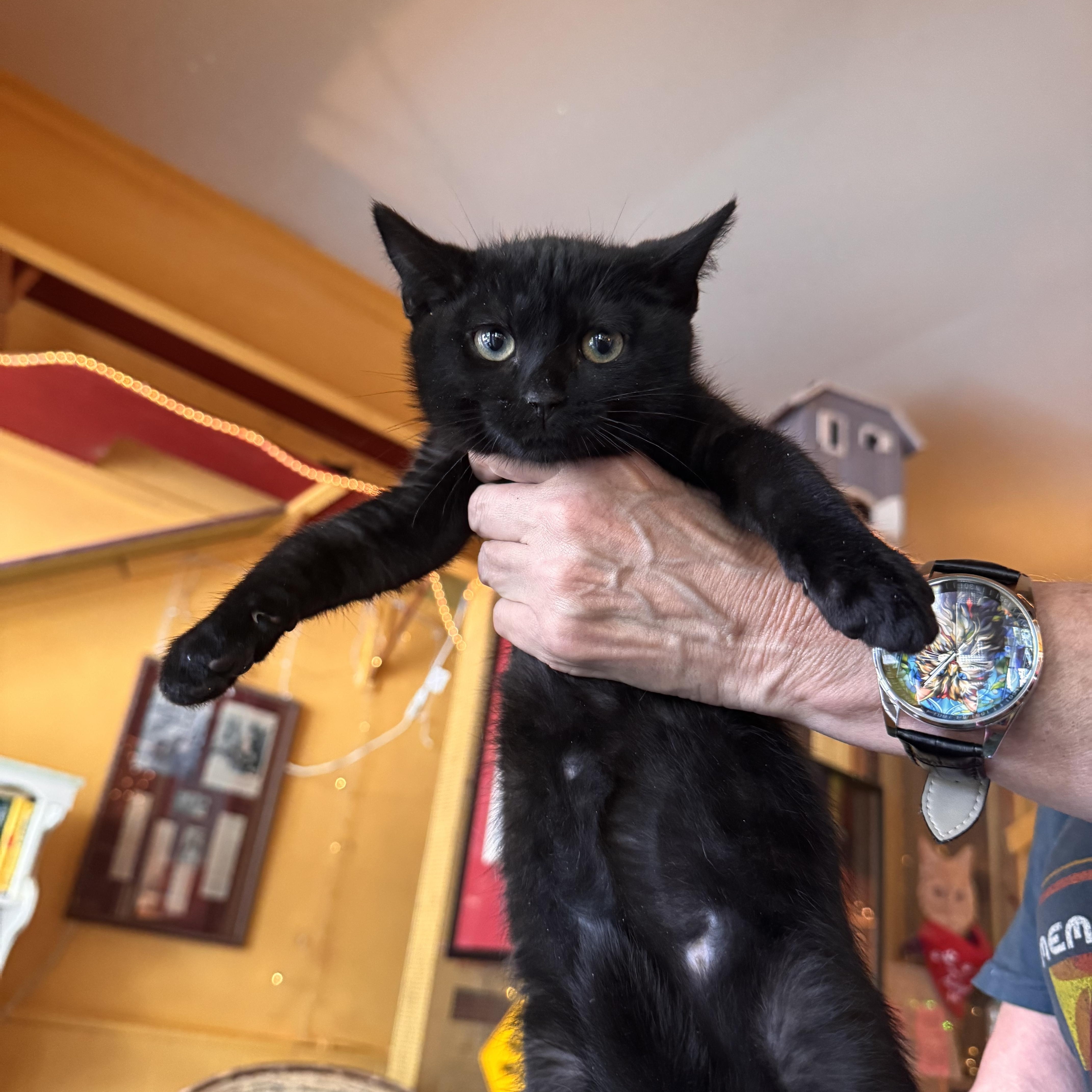 Enlarge Collette, a Adoptable Domestic Short Hair in Memphis, TN image 2/3