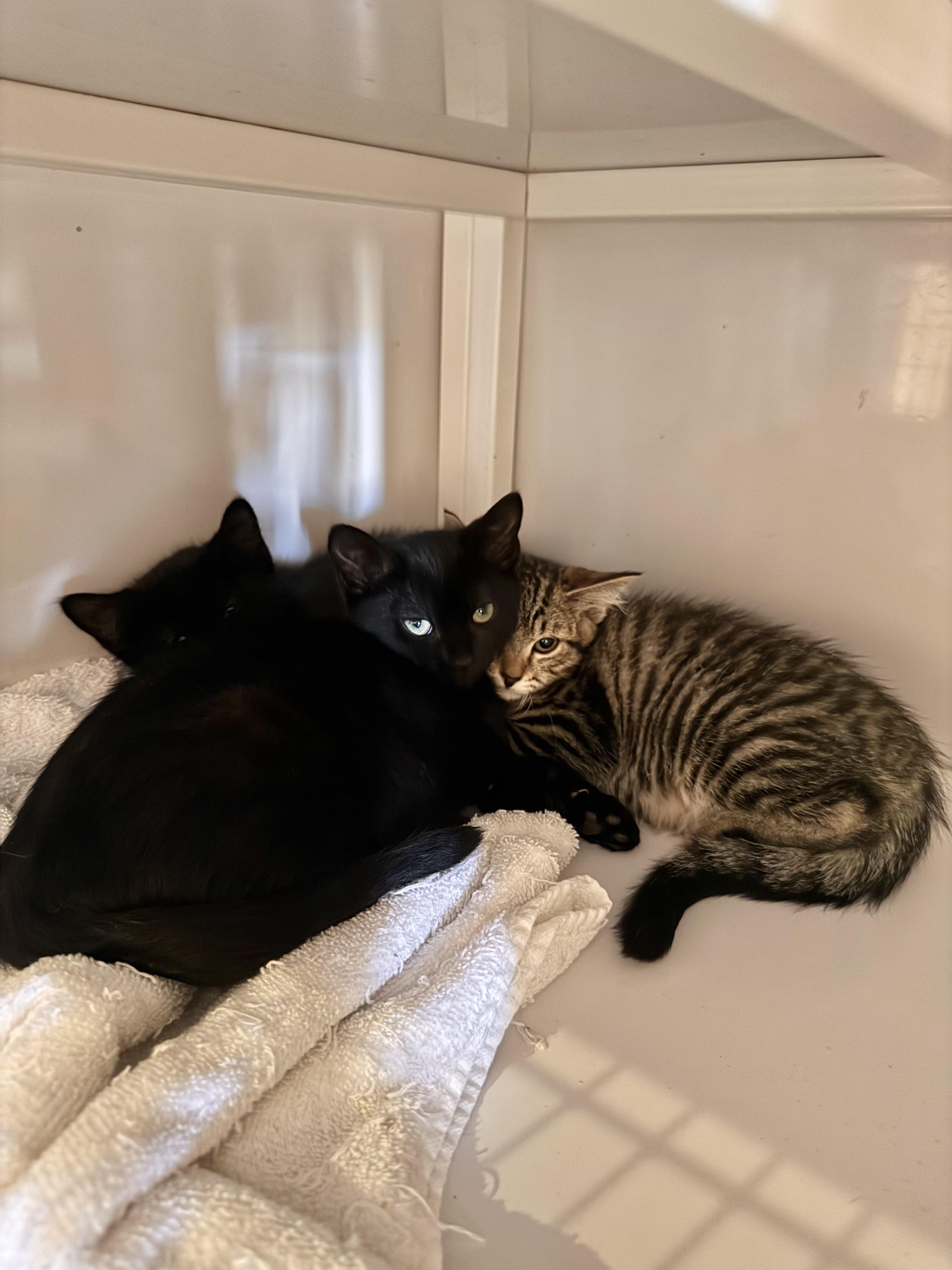 Enlarge Collette, a Adoptable Domestic Short Hair in Memphis, TN image 3/3