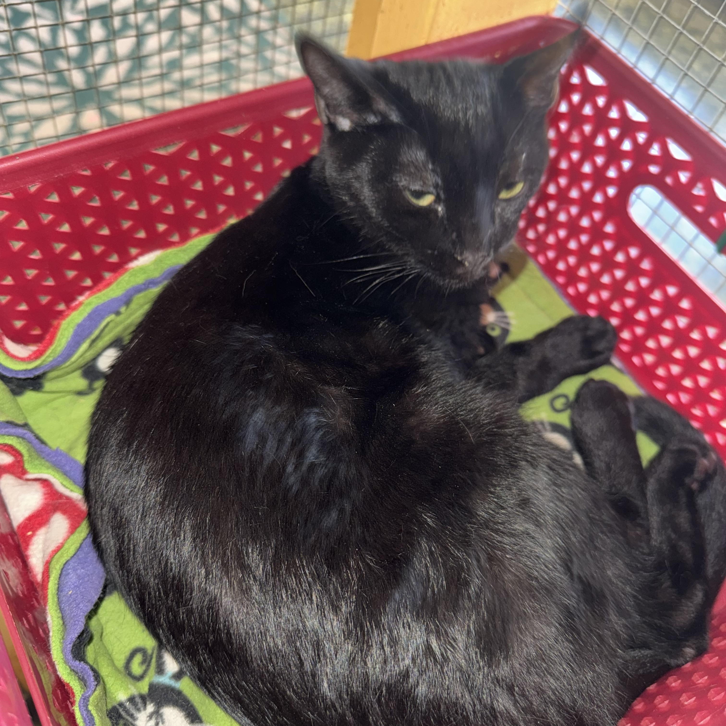 Enlarge Collette, a Adoptable Domestic Short Hair in Memphis, TN image 1/3