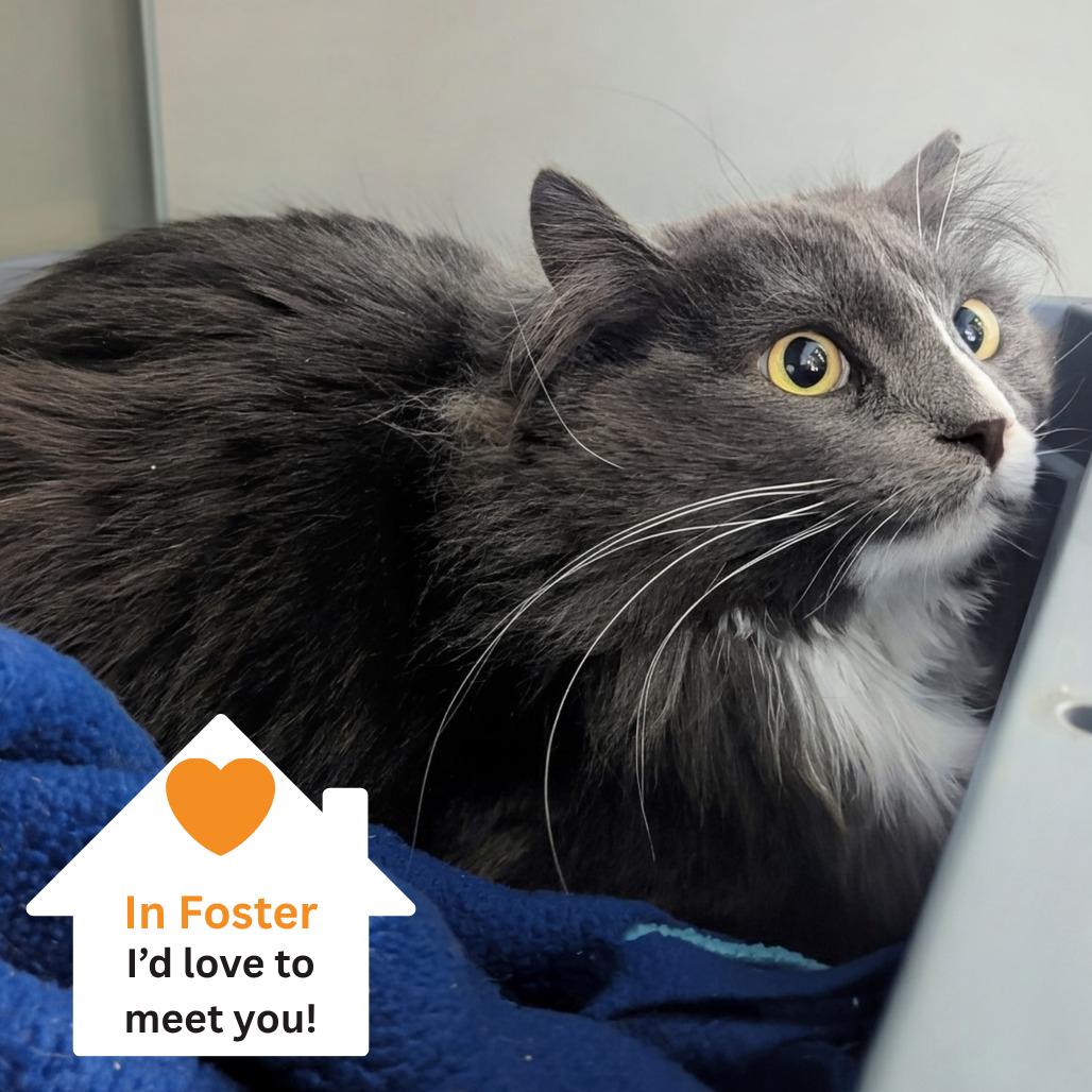 Chase, Adoptable, Adult Male Domestic Long Hair.