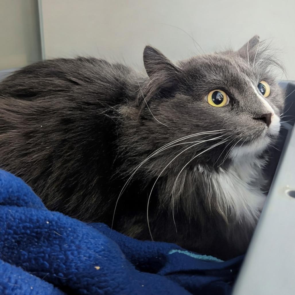 Chase, a Adoptable Domestic Long Hair in Salt Lake City, UT image 2/3