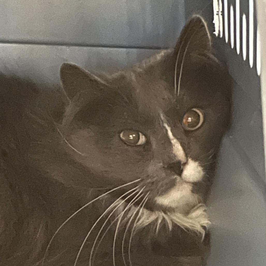 Chase, a Adoptable Domestic Long Hair in Salt Lake City, UT image 3/3